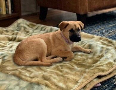 Enlarge **LIZA**, a Adopted mixed breed in North Prairie, WI image 1/3