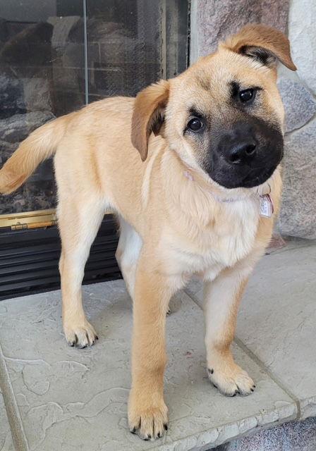 Enlarge **LIZA**, a Adopted mixed breed in North Prairie, WI image 2/3