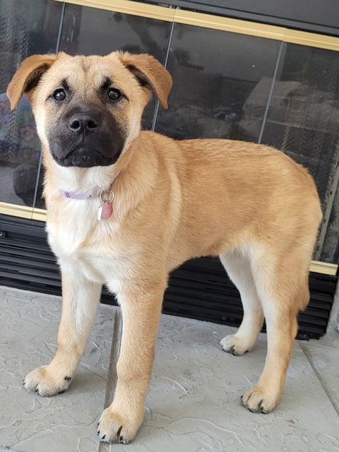 Enlarge **LIZA**, a Adopted mixed breed in North Prairie, WI image 3/3