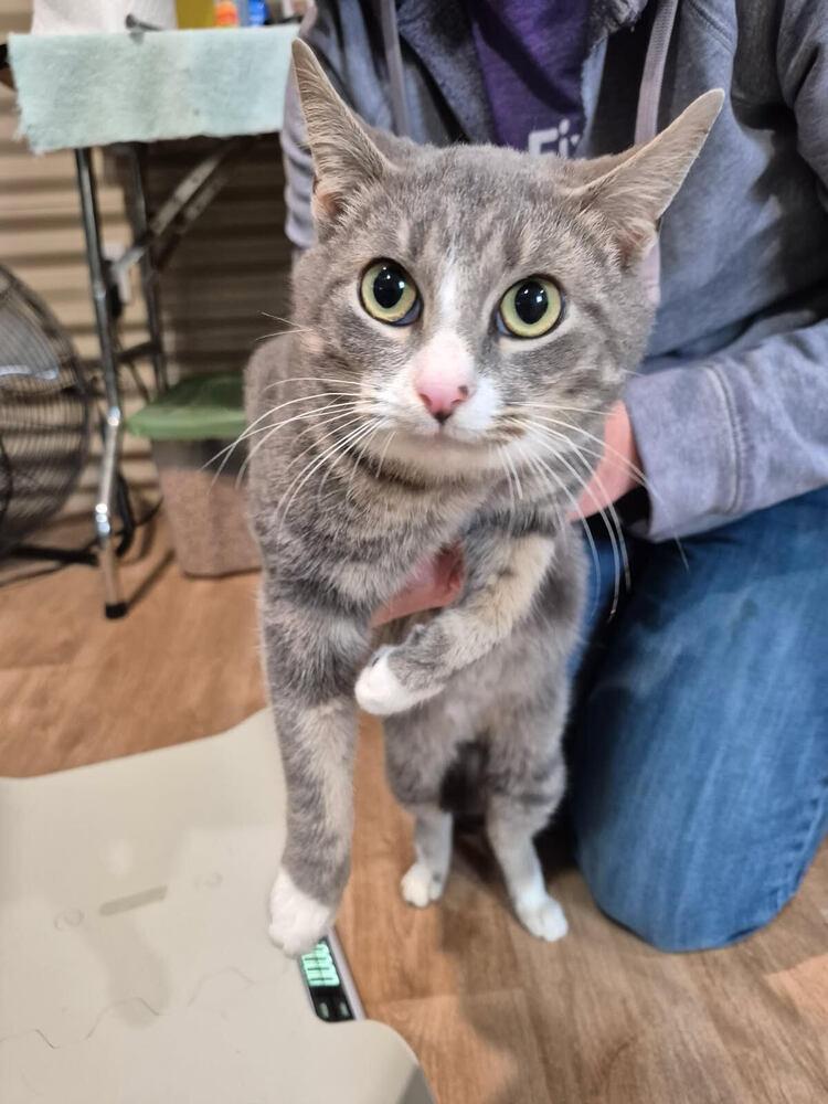 Enlarge Arthur, a Adoptable mixed breed in Linton, IN image 1/1