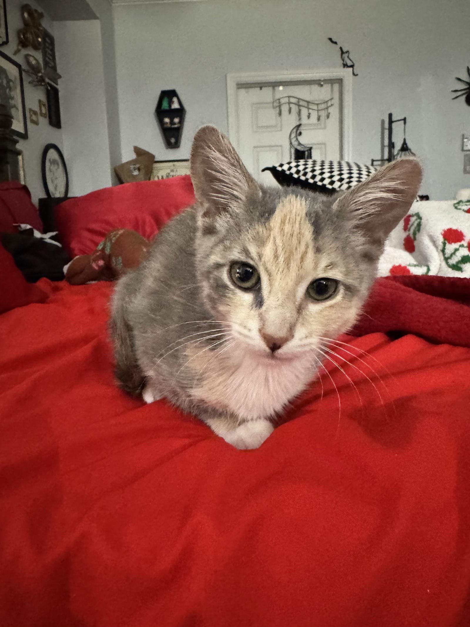 Enlarge Pancake, a Adoptable Dilute Calico in Land O Lakes, FL image 1/1