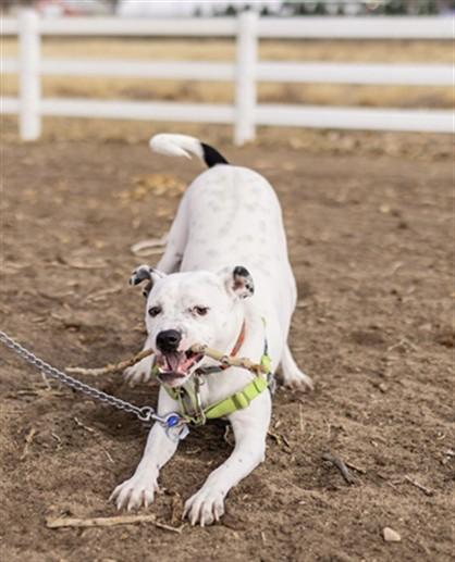 COWBOY, Adoptable, Young Male Pit Bull Terrier & Australian Cattle Dog / Blue Heeler.