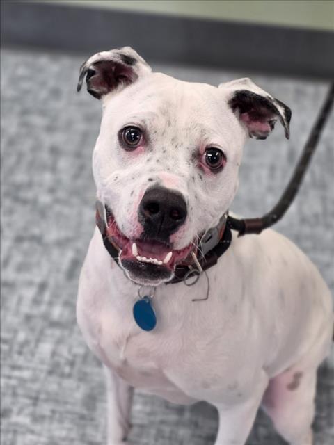 COWBOY, Adoptable, Young Male Pit Bull Terrier & Australian Cattle Dog / Blue Heeler.
