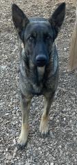 Enlarge Sequoia, a Adoptable German Shepherd Dog in Hot Springs, SD image 1/1