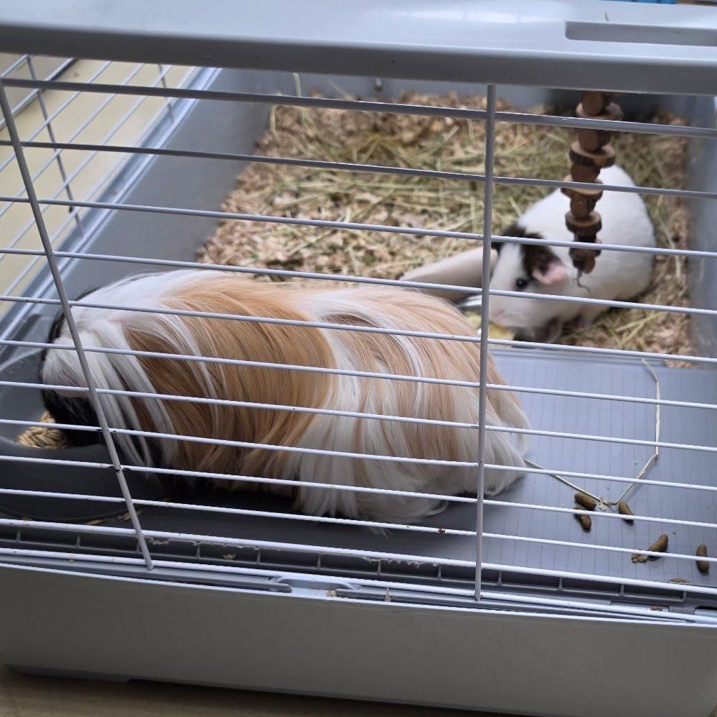 Enlarge Texas Pete & Ghost Pepper, an adopted mixed breed in Clarksville, VA image 1/1