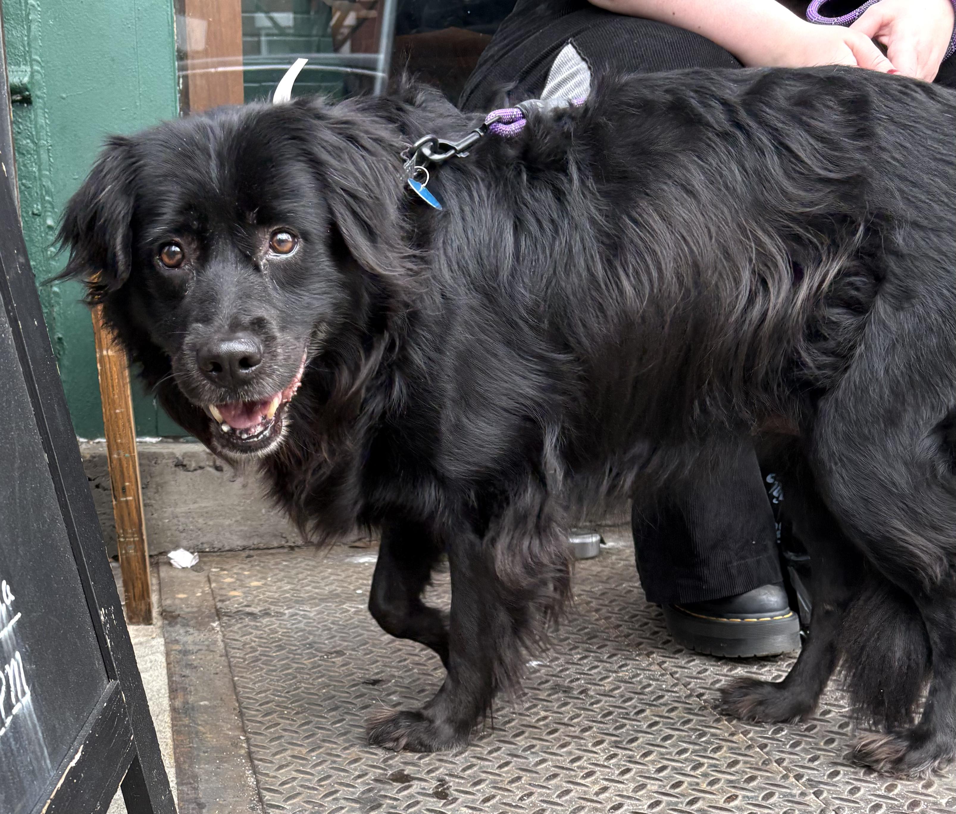 Enlarge Sleepy, a ADOPTABLE mixed breed in Brooklyn, NY image 5/6