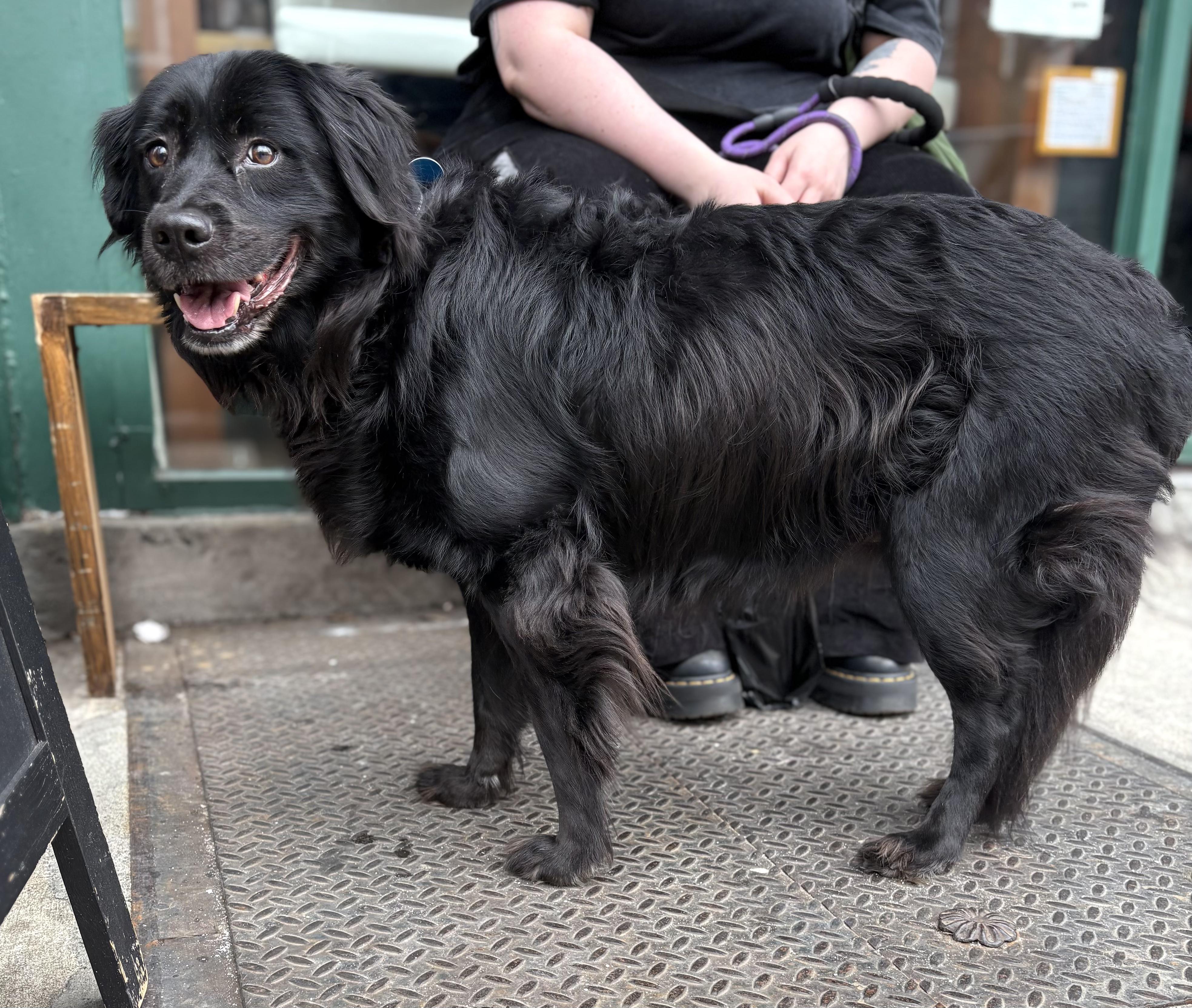 Enlarge Sleepy, a ADOPTABLE mixed breed in Brooklyn, NY image 4/6