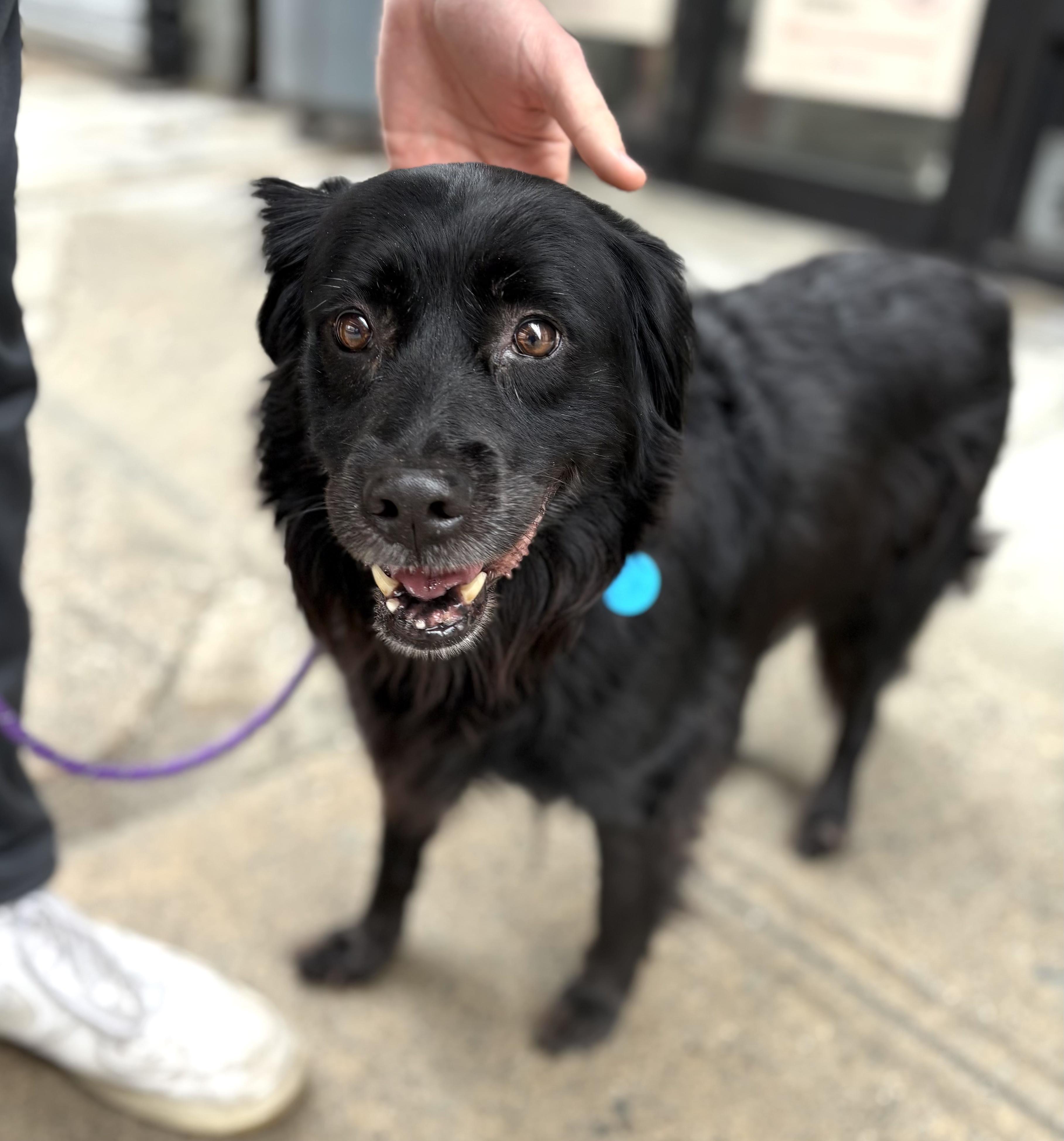 Enlarge Sleepy, a ADOPTABLE mixed breed in Brooklyn, NY image 6/6