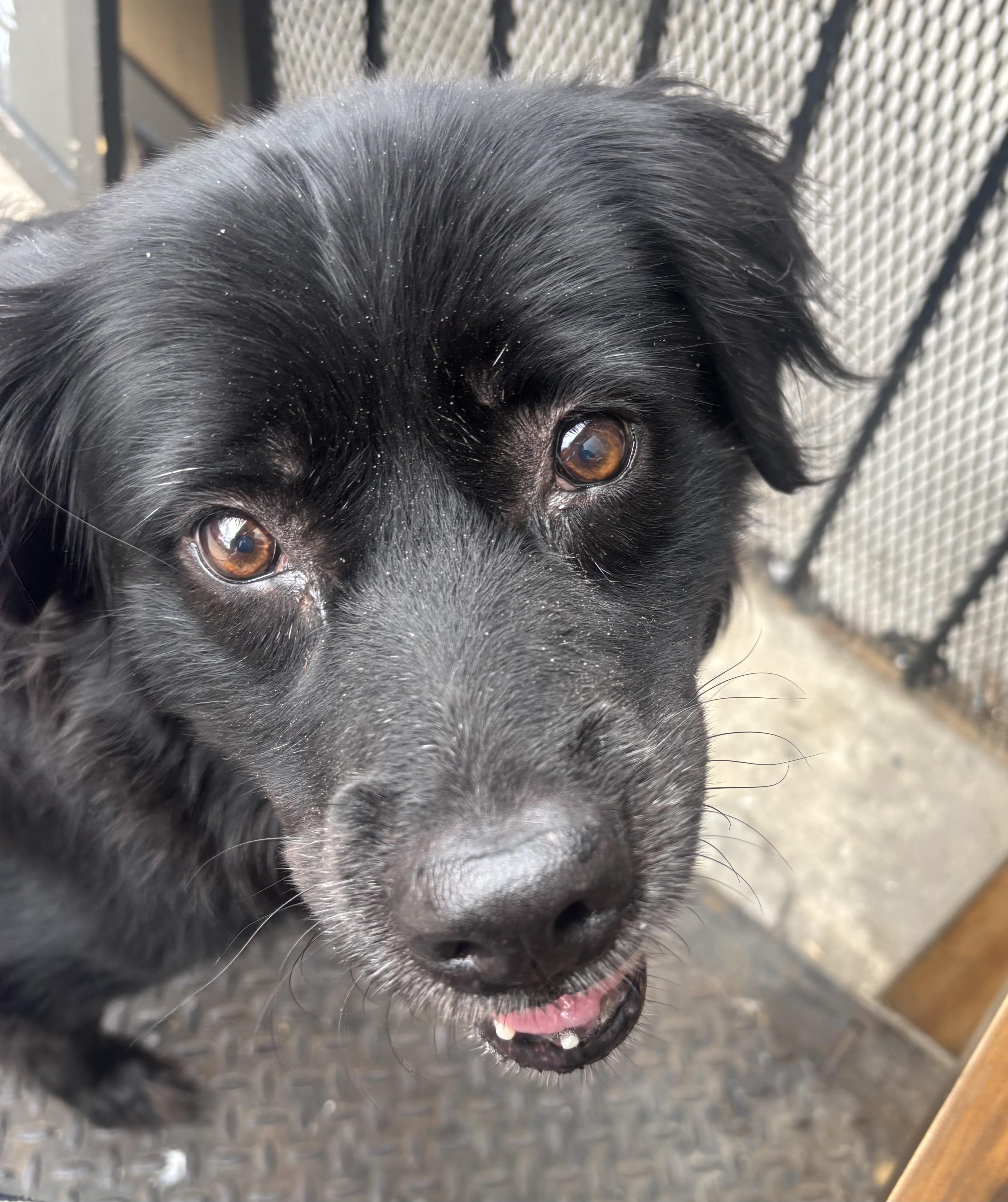 Enlarge Sleepy, a ADOPTABLE mixed breed in Brooklyn, NY image 2/6