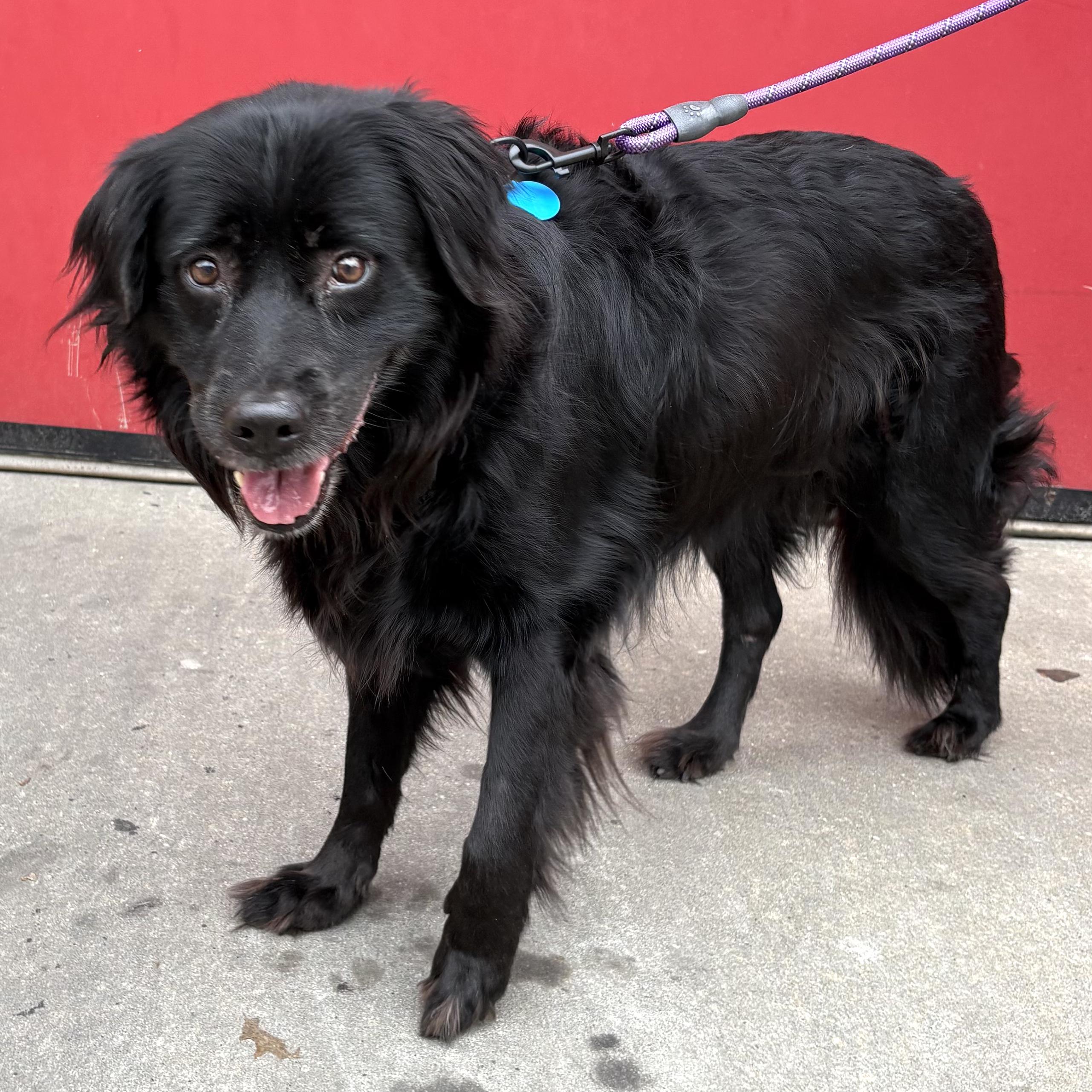 Sleepy, ADOPTABLE, Senior Female Border Collie & Golden Retriever.