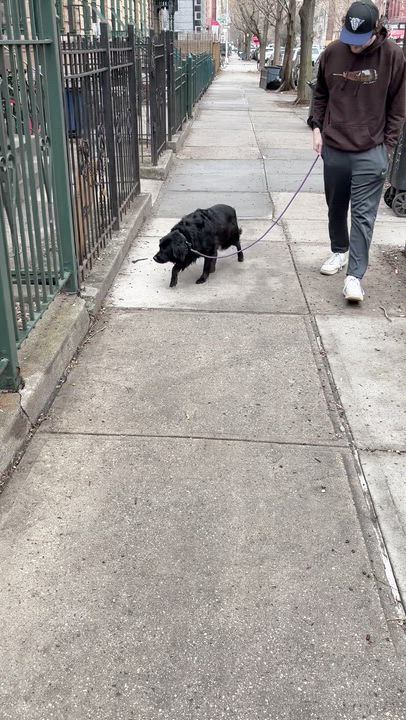 Enlarge Sleepy, a ADOPTABLE mixed breed in Brooklyn, NY video 3/6