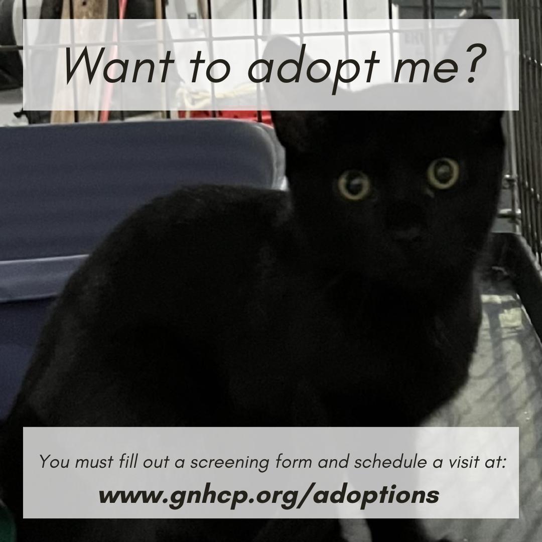 Monroe, a Adoptable Domestic Short Hair in New Haven, CT image 5/5