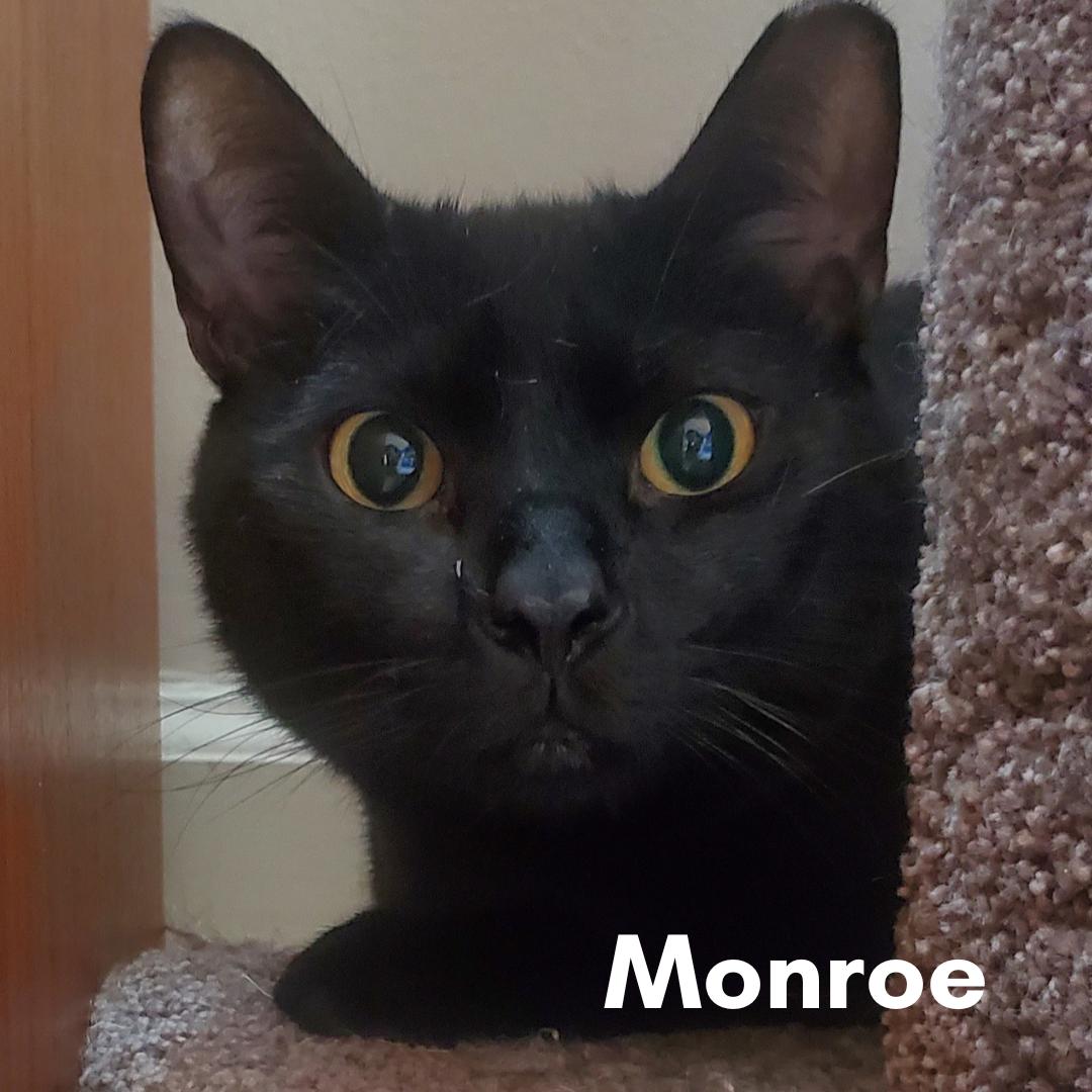 Monroe, a Adoptable Domestic Short Hair in New Haven, CT image 1/5
