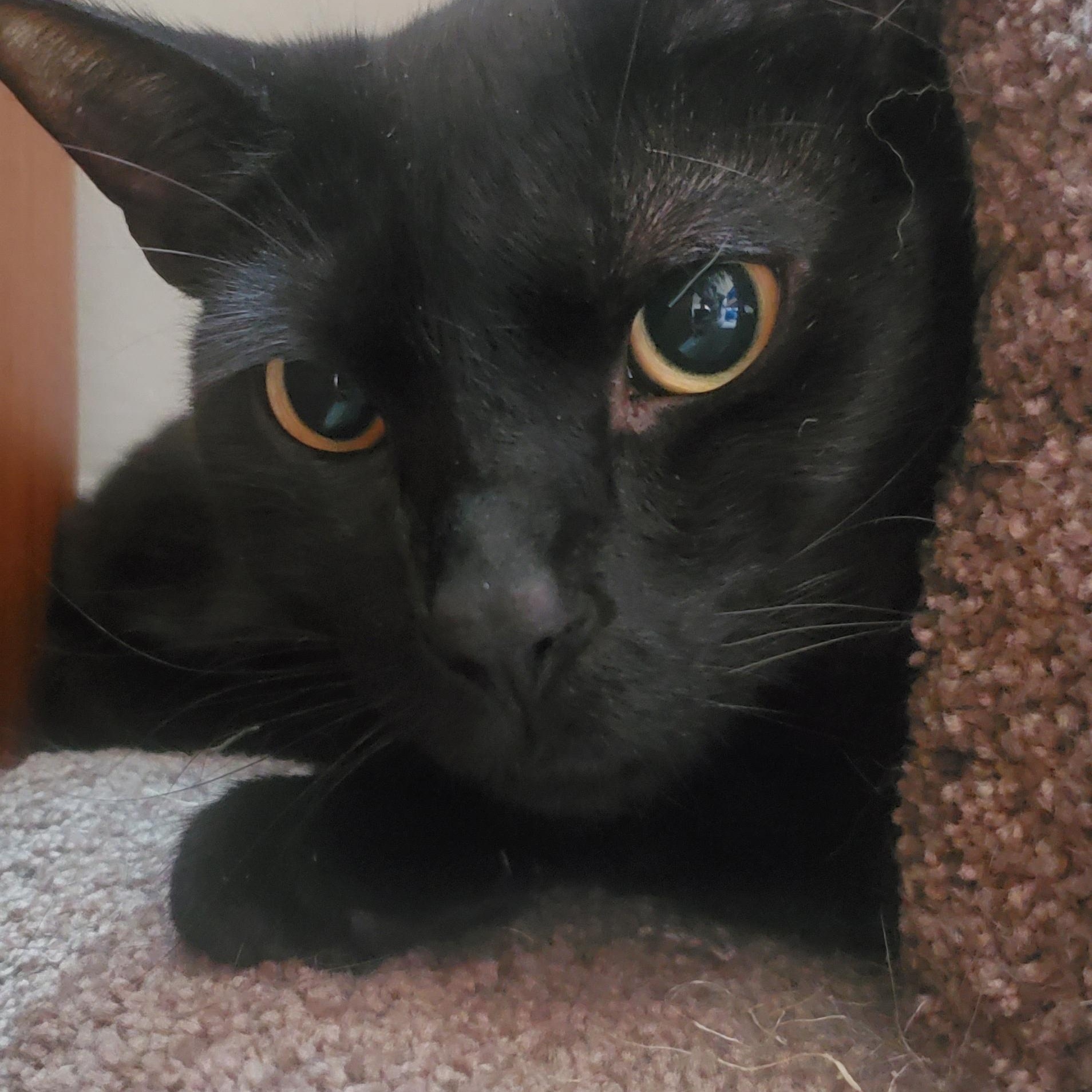 Monroe, a Adoptable Domestic Short Hair in New Haven, CT image 3/5