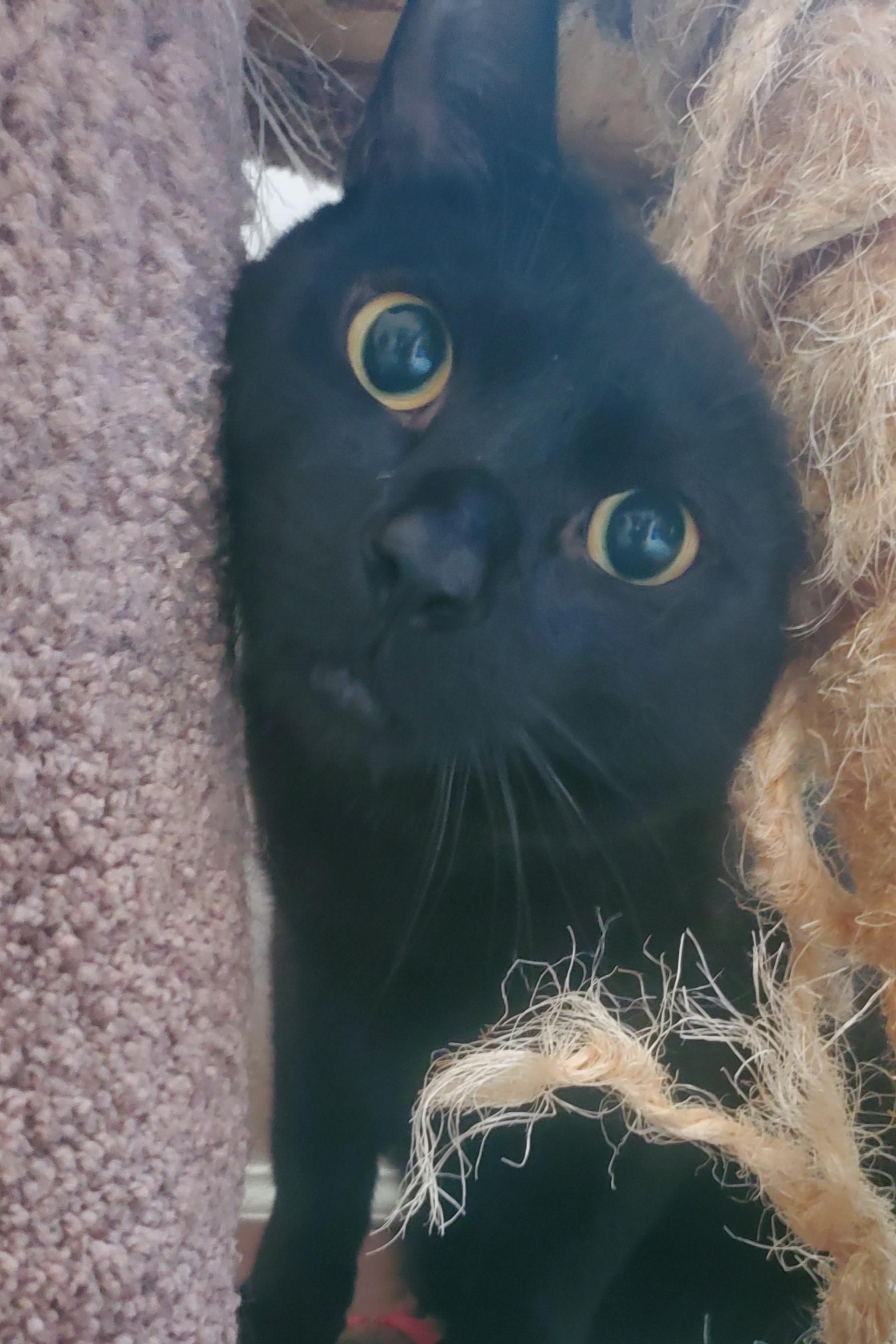 Monroe, a Adoptable Domestic Short Hair in New Haven, CT image 2/5