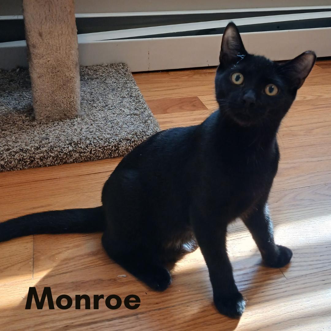 Monroe, a Adoptable Domestic Short Hair in New Haven, CT image 4/5