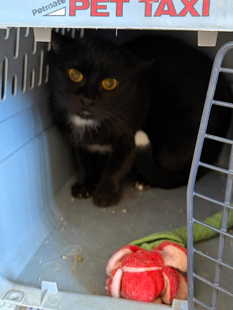 Lady Bug, Adoptable, Young Female Domestic Short Hair.