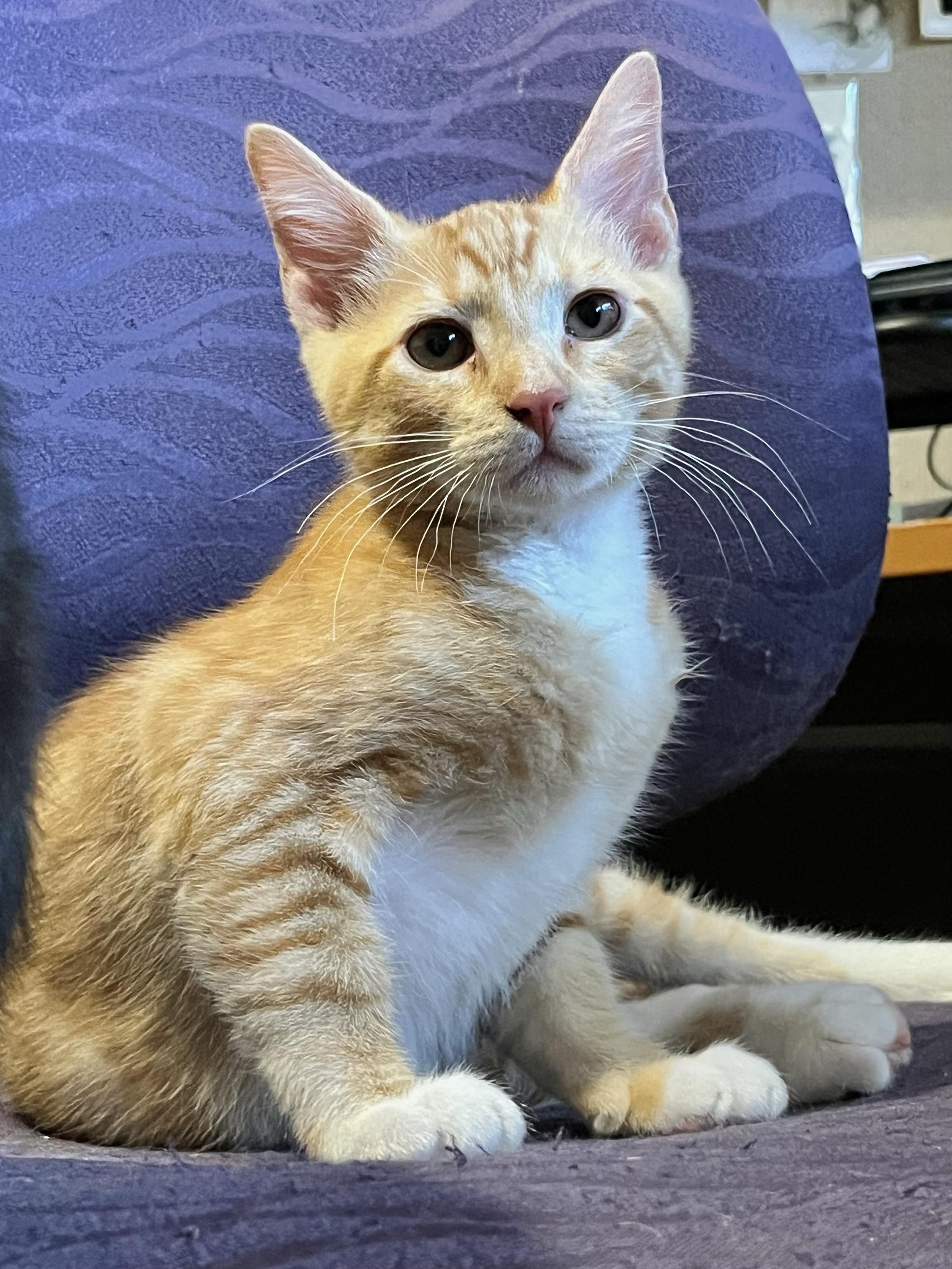 Lupin and Garrick, an adoptable Domestic Short Hair in Seattle, WA image 5/6