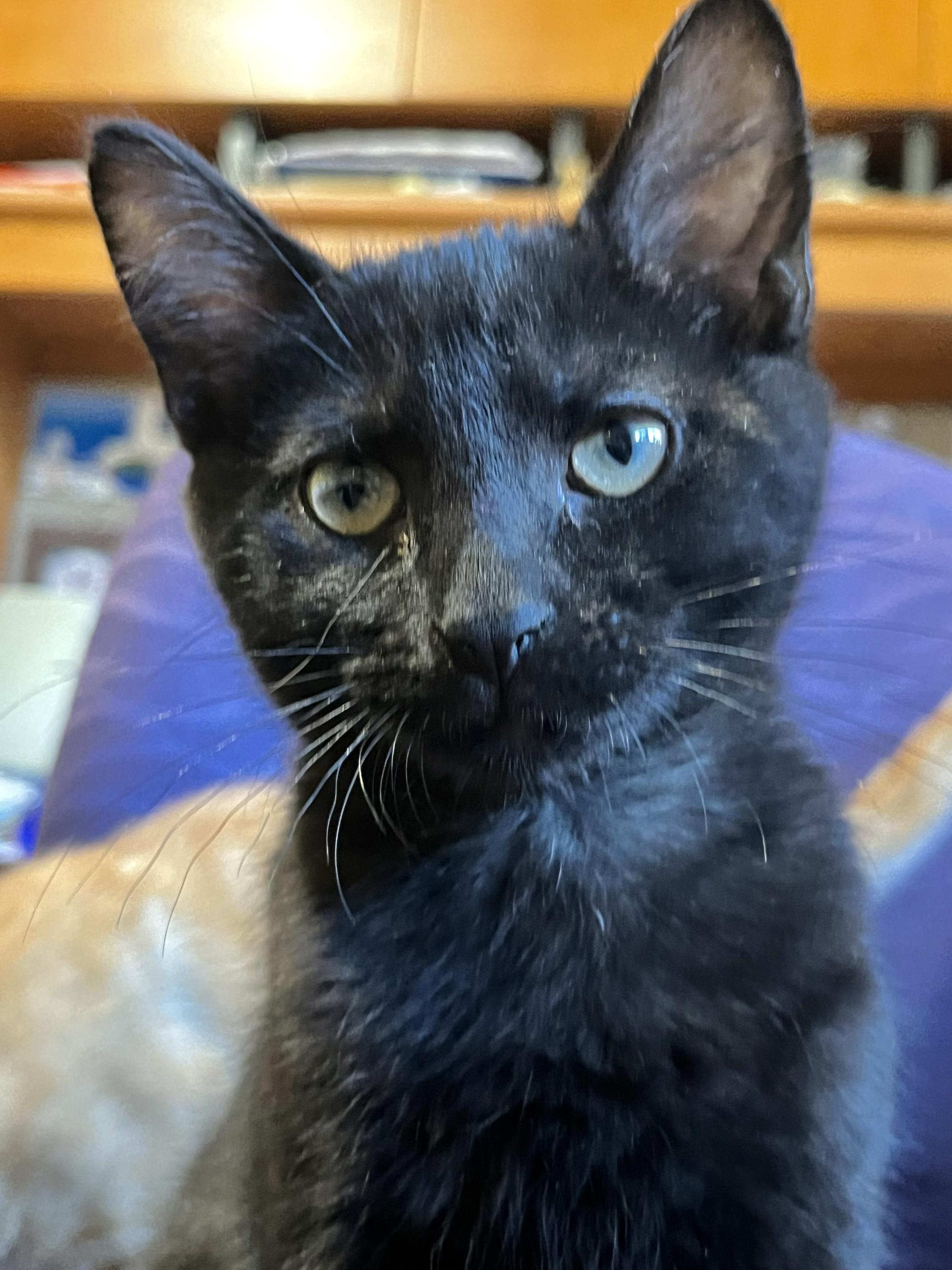 Lupin and Garrick, an adoptable Domestic Short Hair in Seattle, WA image 4/6