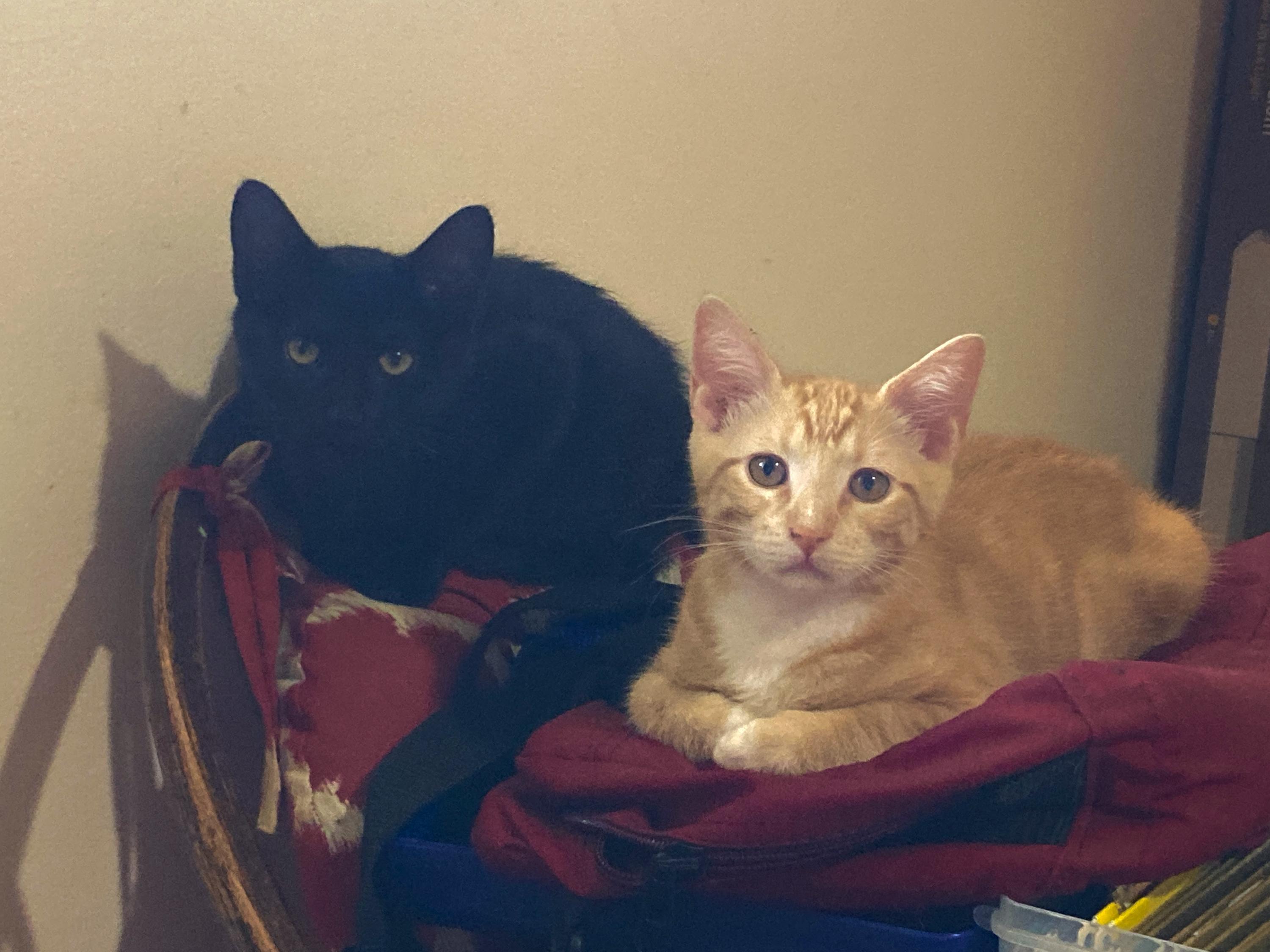Lupin and Garrick, an adoptable Domestic Short Hair in Seattle, WA image 1/6