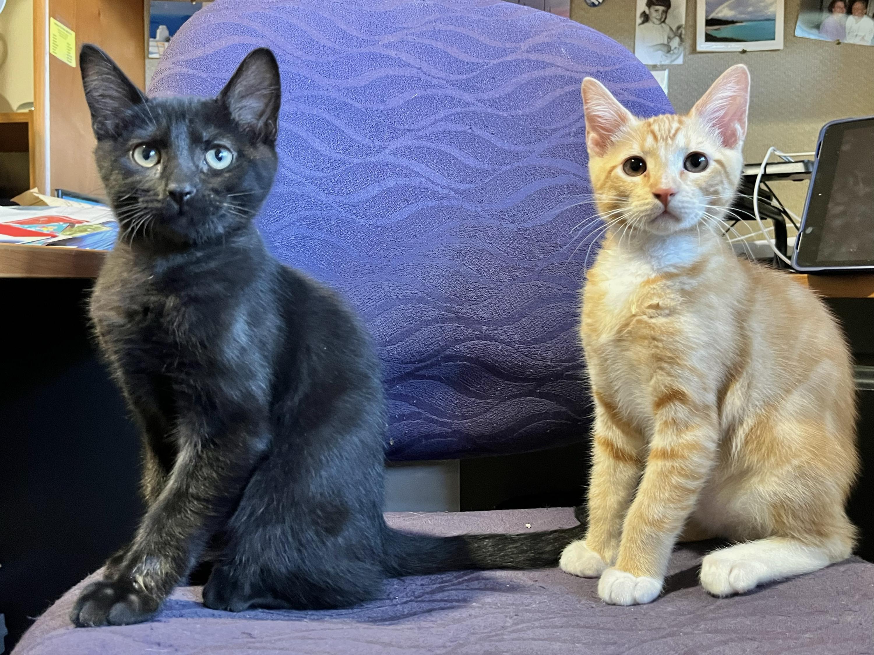 Lupin and Garrick, an adoptable Domestic Short Hair in Seattle, WA image 2/6