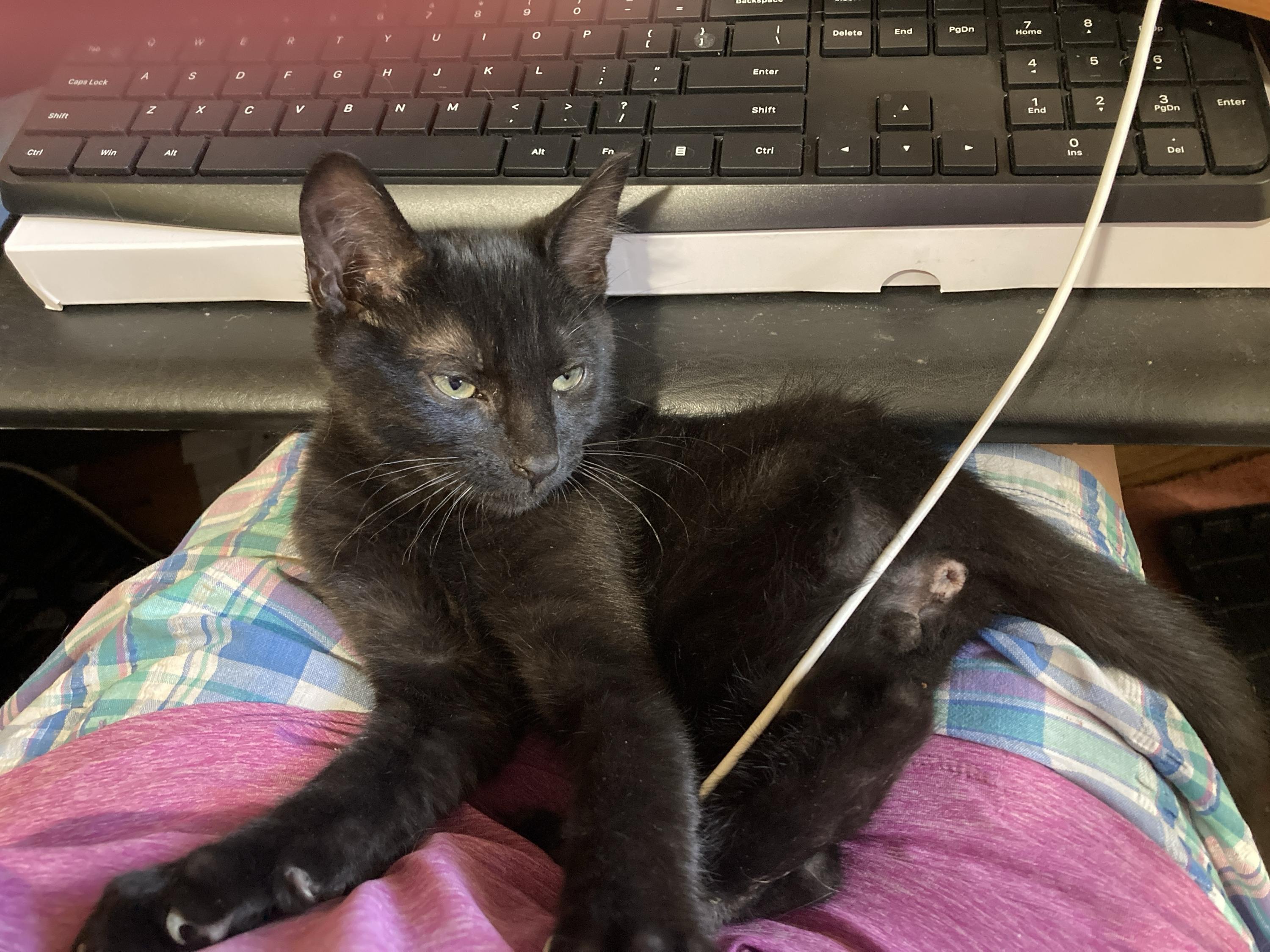 Lupin and Garrick, an adoptable Domestic Short Hair in Seattle, WA image 6/6