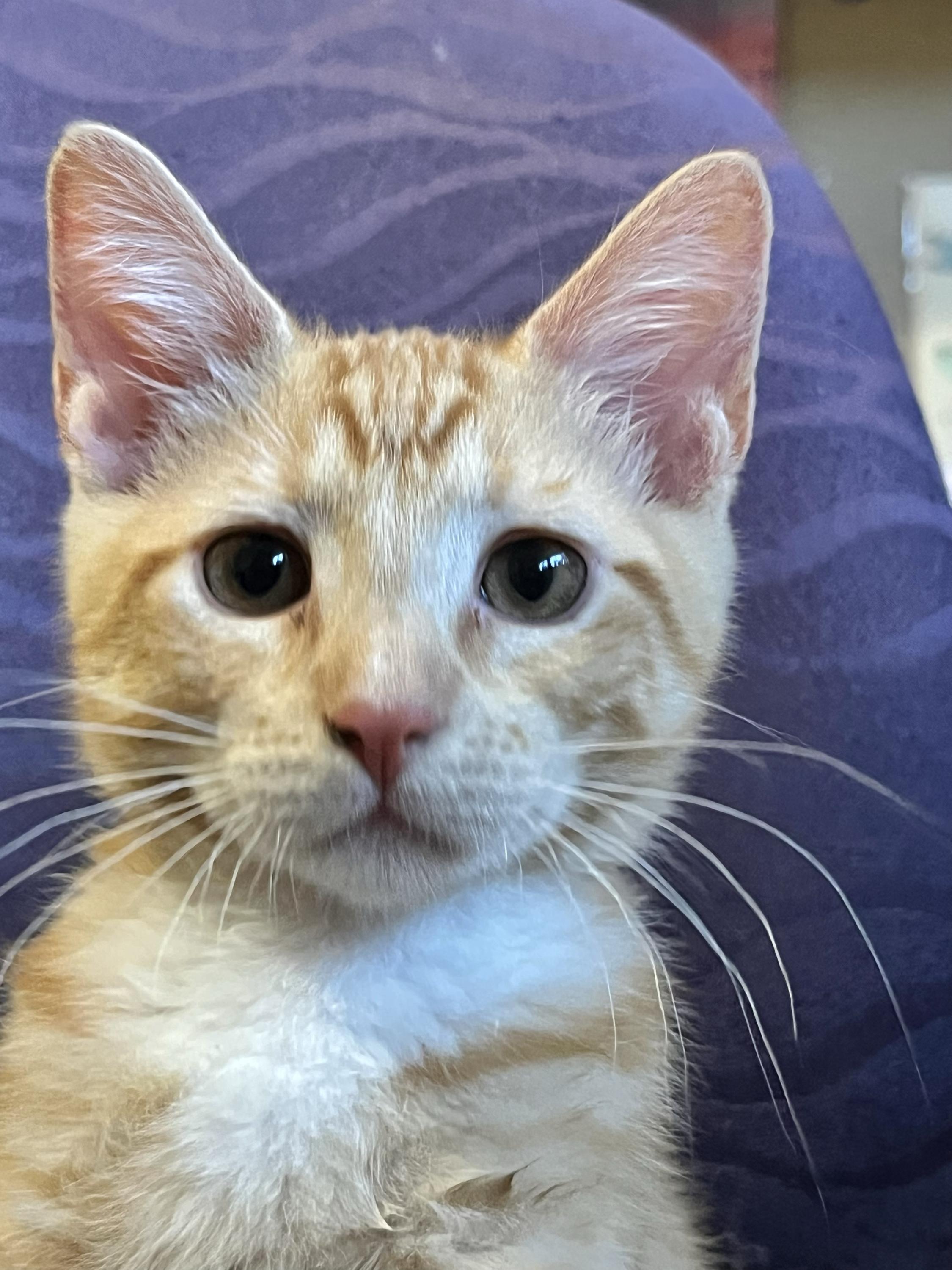 Lupin and Garrick, an adoptable Domestic Short Hair in Seattle, WA image 3/6