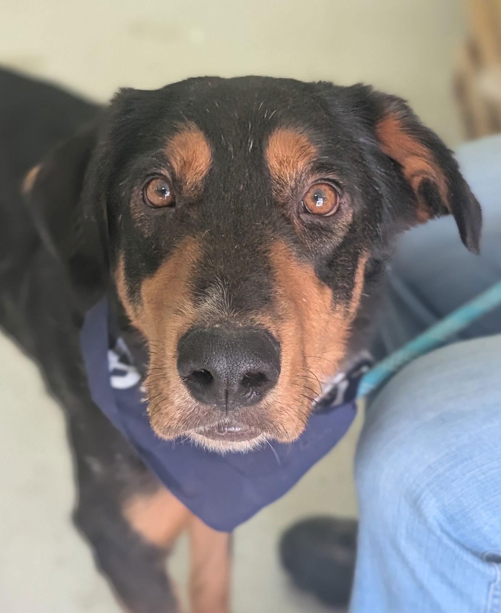 Rupert, Adoptable, Adult Male Labrador Retriever.