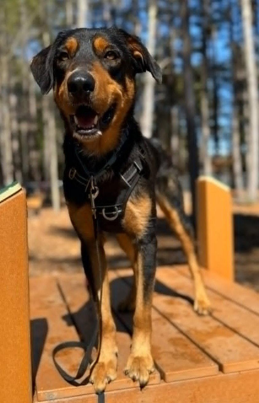 Enlarge Rupert, a Adoptable Labrador Retriever in Hillsboro, NH image 2/3