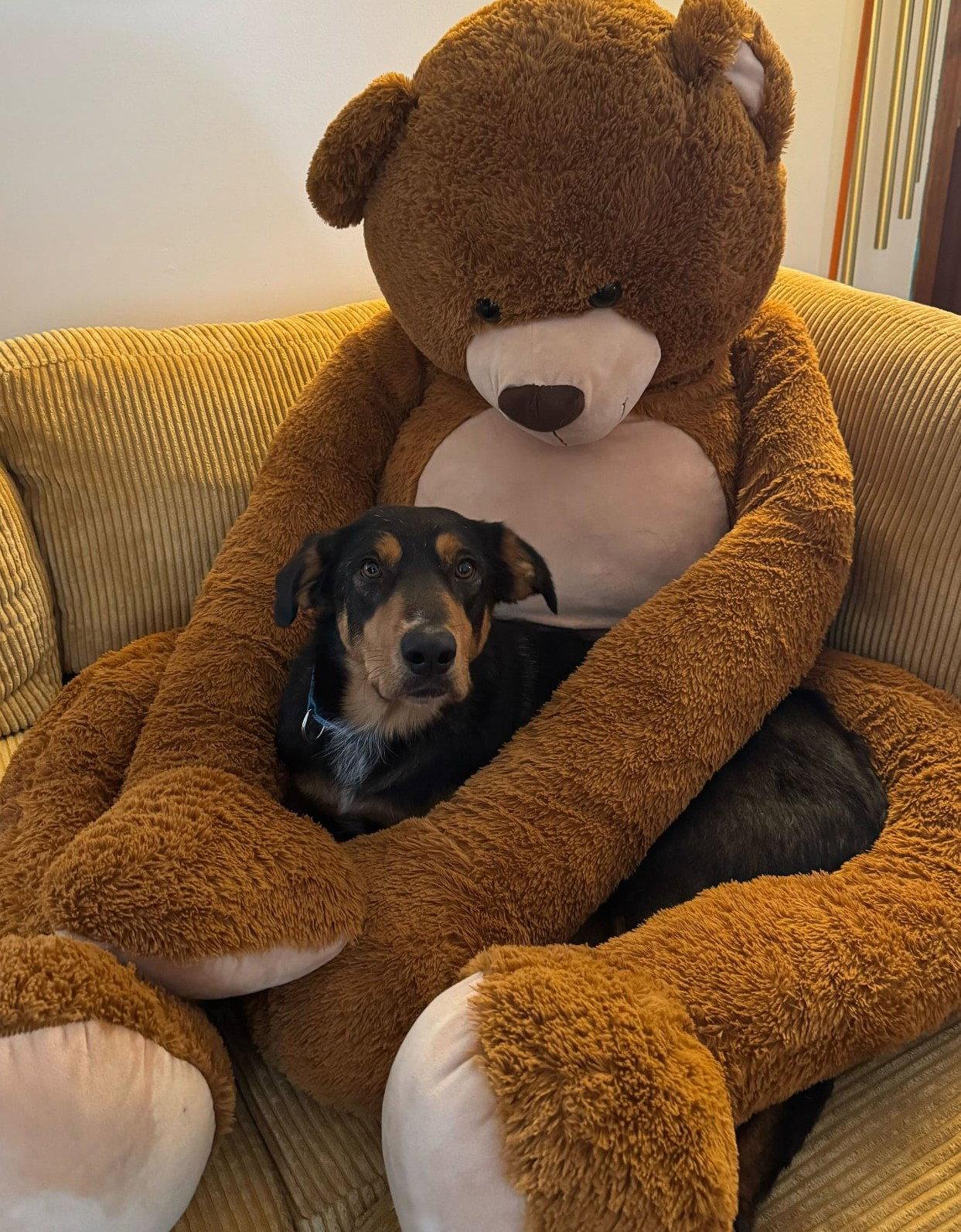Enlarge Rupert, a Adoptable Labrador Retriever in Hillsboro, NH image 3/3