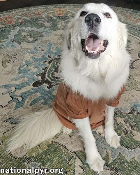 Enlarge Serenity in NJ - A Cuddle-Bug Tripod!, an adoptable Great Pyrenees in Bellmawr, NJ image 2/4