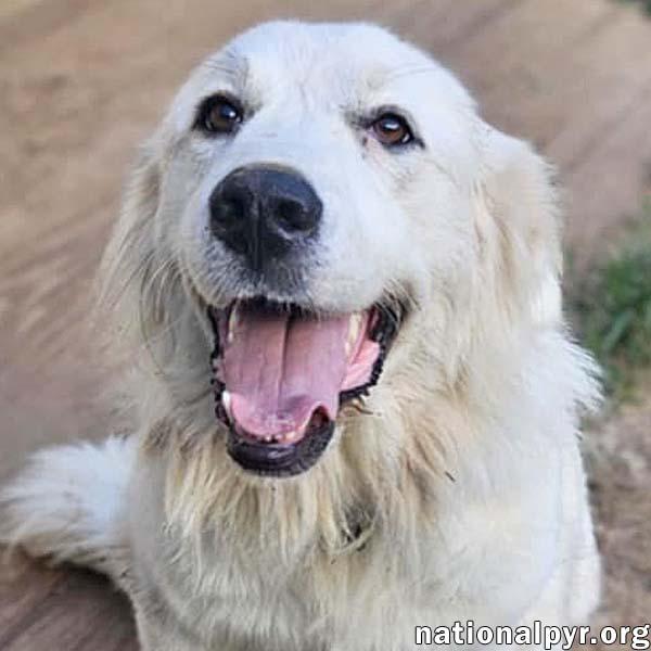 Serenity in NJ - A Cuddle-Bug Tripod!, adoptable, Young Female Great Pyrenees.