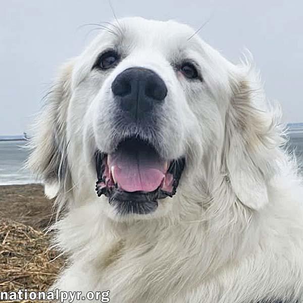 Serenity in NJ - A Cuddle-Bug Tripod!, adoptable, Young Female Great Pyrenees.