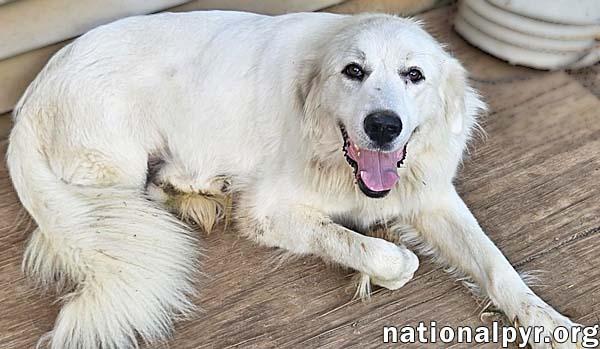 Enlarge Serenity in NJ - A Cuddle-Bug Tripod!, an adoptable Great Pyrenees in Bellmawr, NJ image 3/4