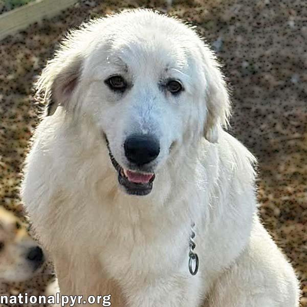 Serenity in TN - Precious Love!, Young Female Great Pyrenees