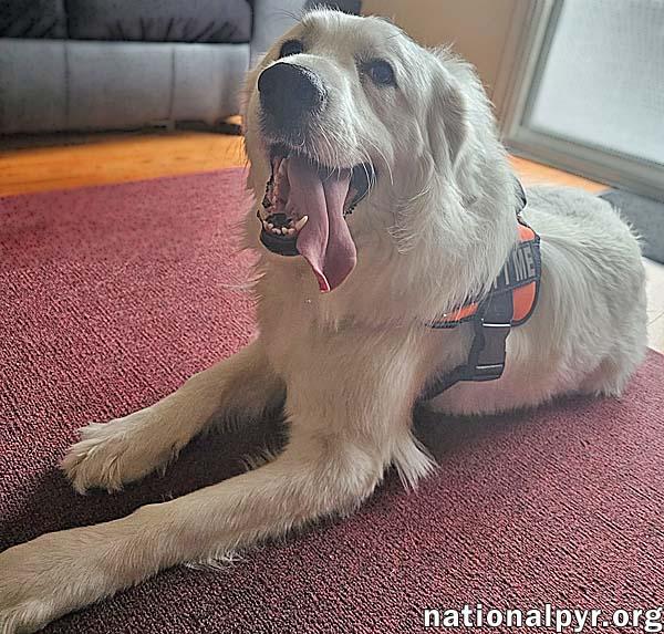Enlarge Serenity in NJ - A Cuddle-Bug Tripod!, an adoptable Great Pyrenees in Bellmawr, NJ image 3/4
