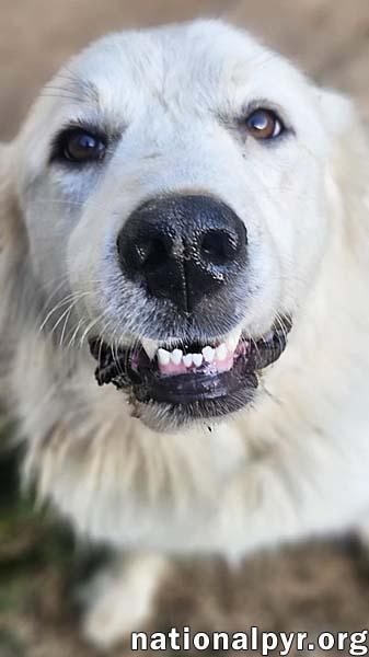 Serenity in OH - Precious Love!