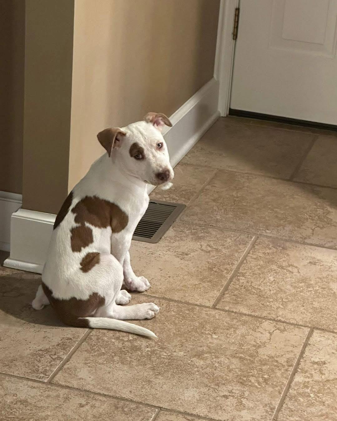 Mabel, a ADOPTABLE mixed breed in Broken Arrow, OK image 2/4