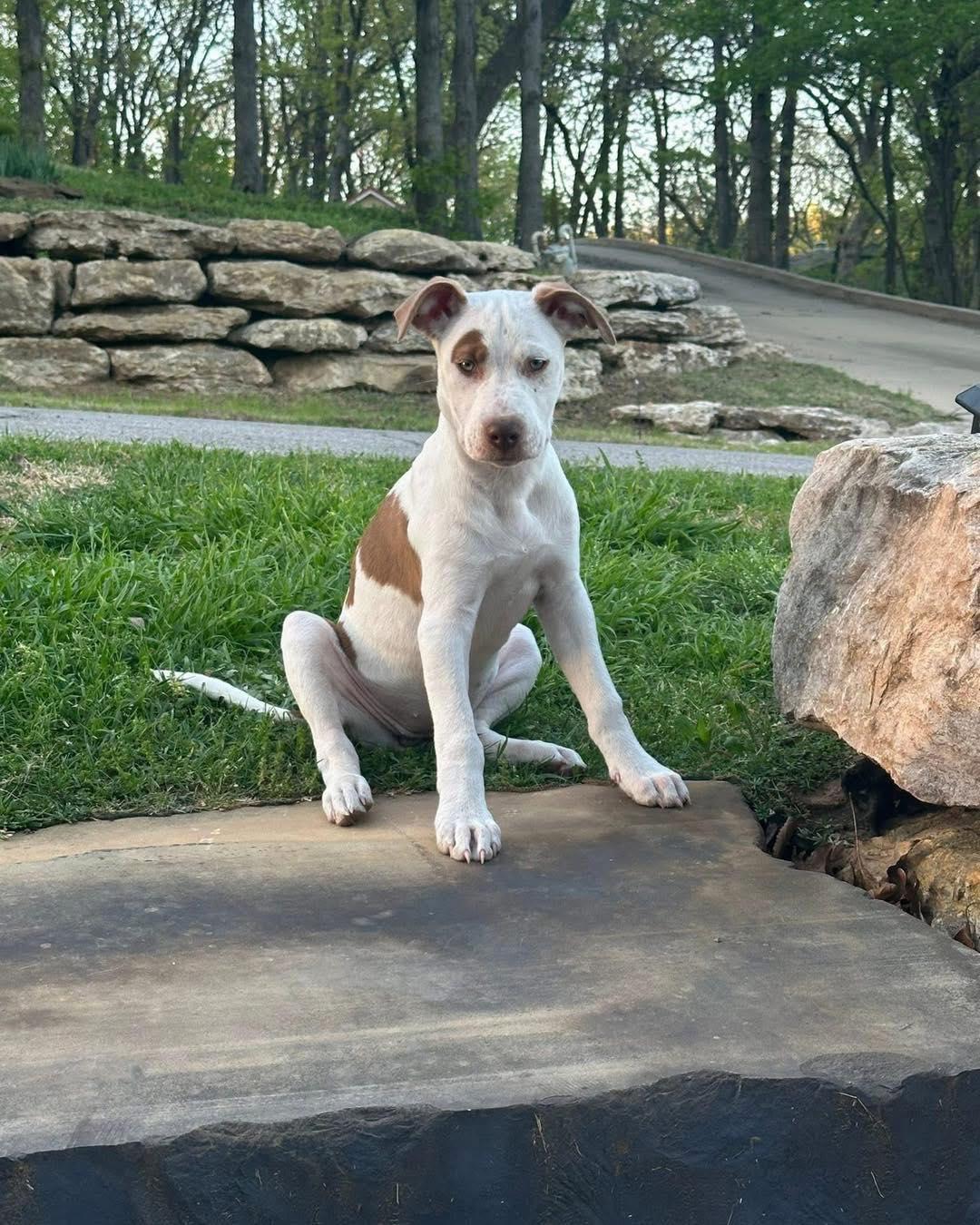 Mabel, a ADOPTABLE mixed breed in Broken Arrow, OK image 3/4