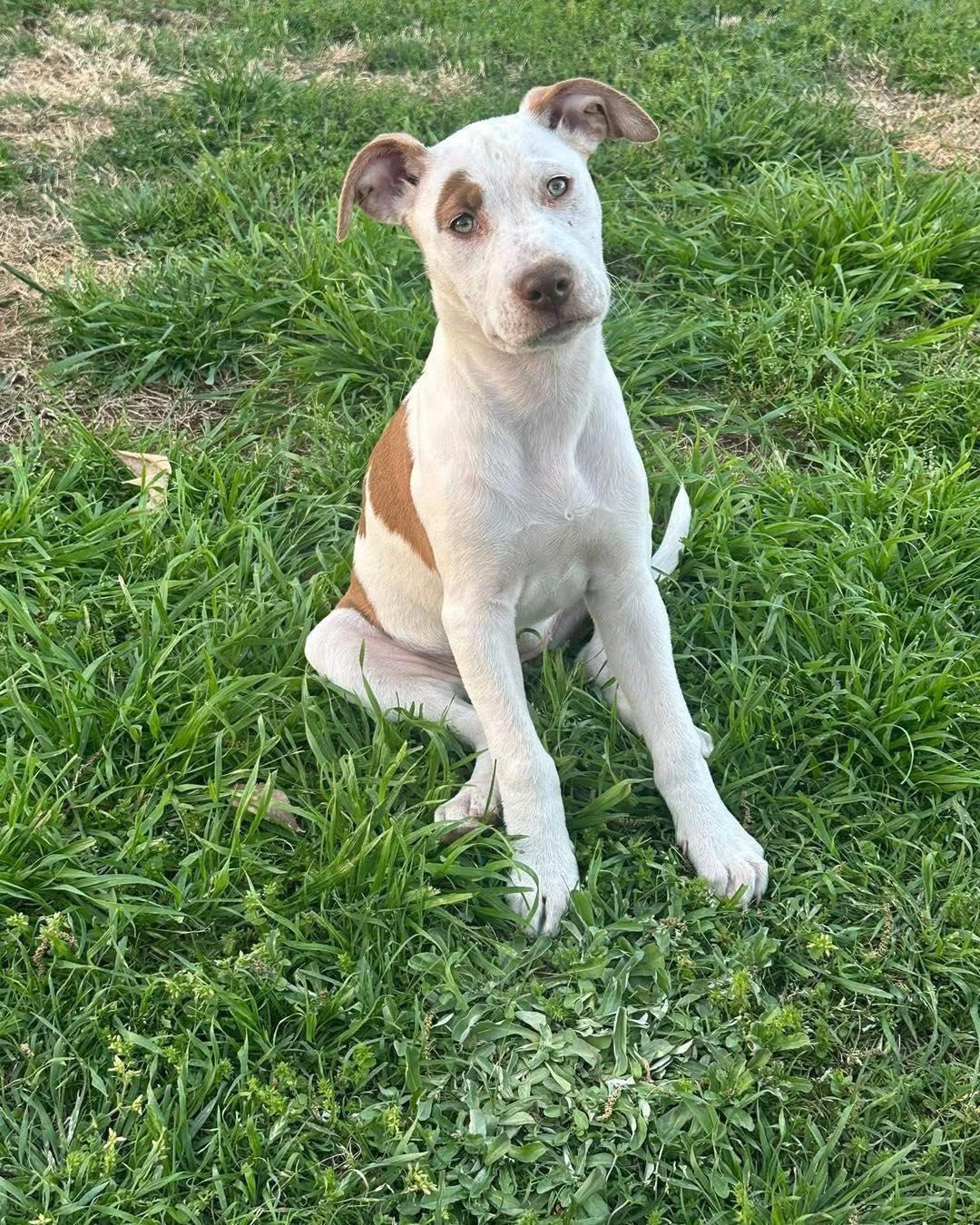 Mabel, ADOPTABLE, Puppy Female Shepherd & Pit Bull Terrier.