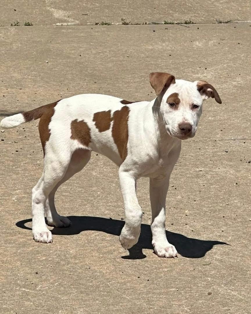 Mabel, a ADOPTABLE mixed breed in Broken Arrow, OK image 4/4