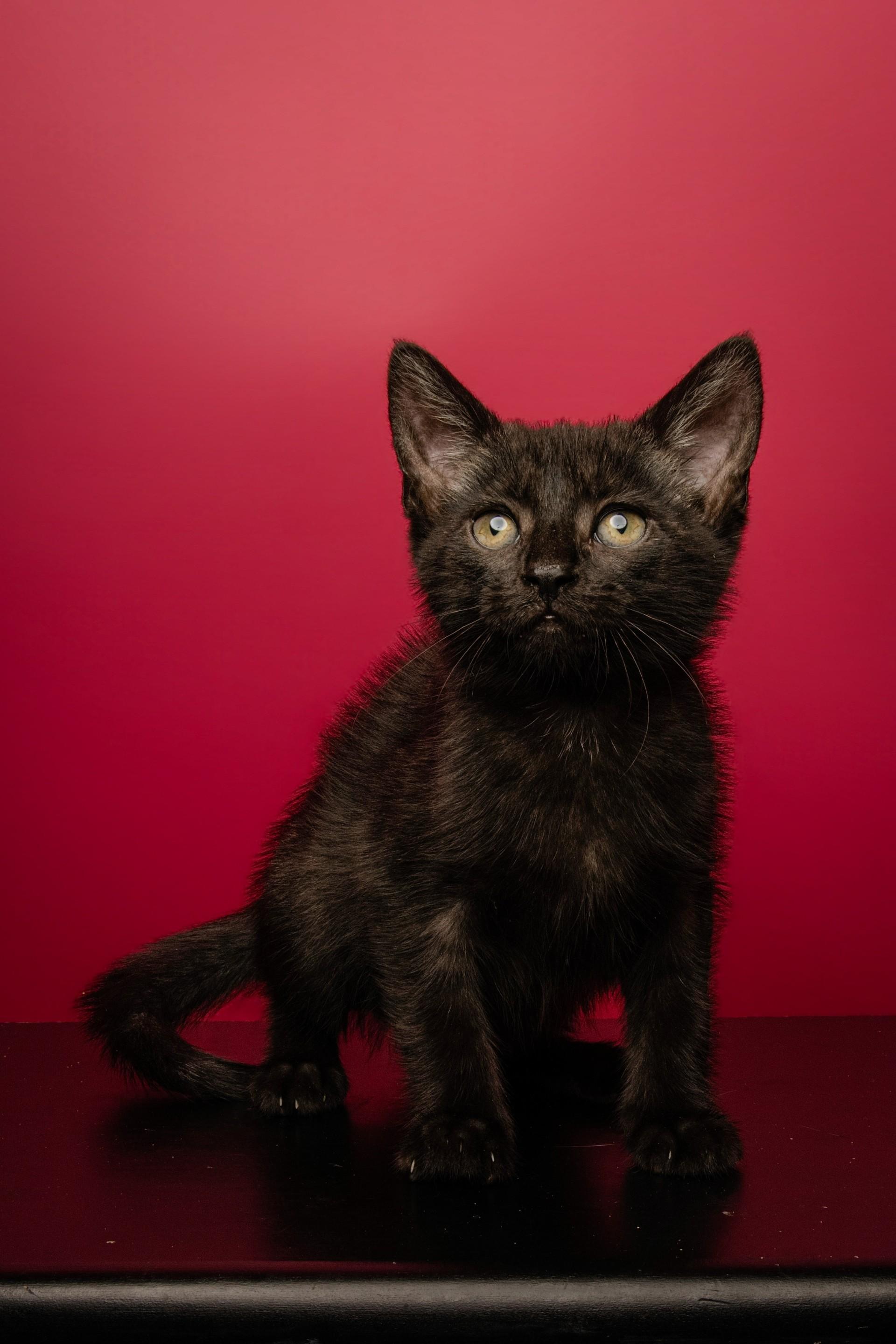 Sonja, ADOPTABLE, Kitten Female Domestic Short Hair.