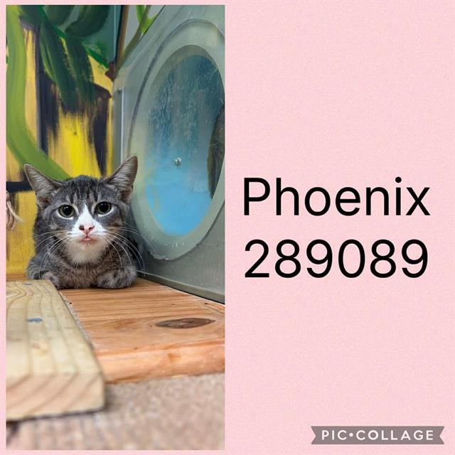 Enlarge PHOENIX, a Adoptable Domestic Short Hair in Macon, GA image 1/1