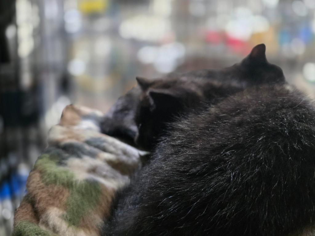 Latte, a Adoptable mixed breed in Minot, ND image 1/4