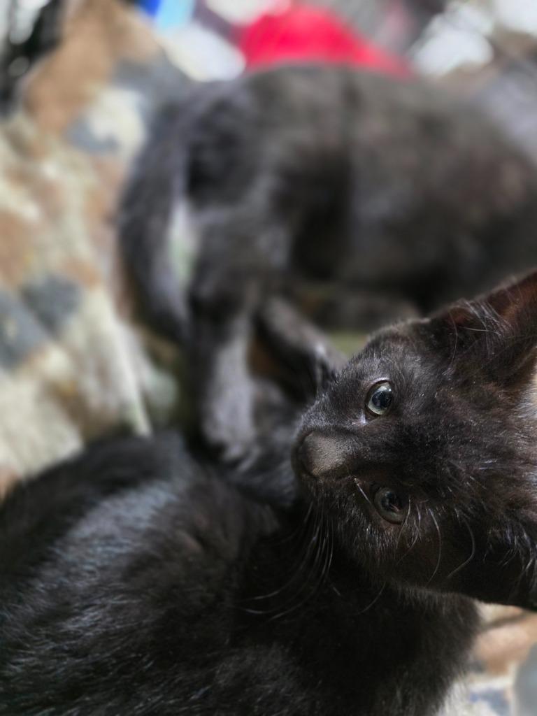 Latte, a Adopted mixed breed in Minot, ND image 1/6