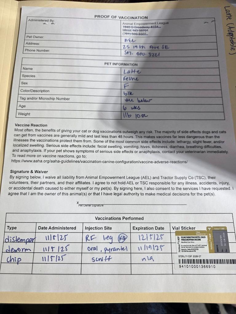 Latte, a Adoptable mixed breed in Minot, ND image 3/4