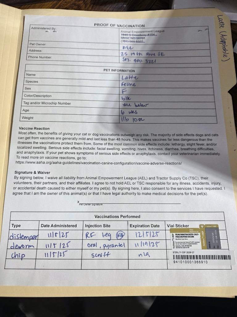 Latte, Adoptable, Kitten Female Domestic Short Hair.