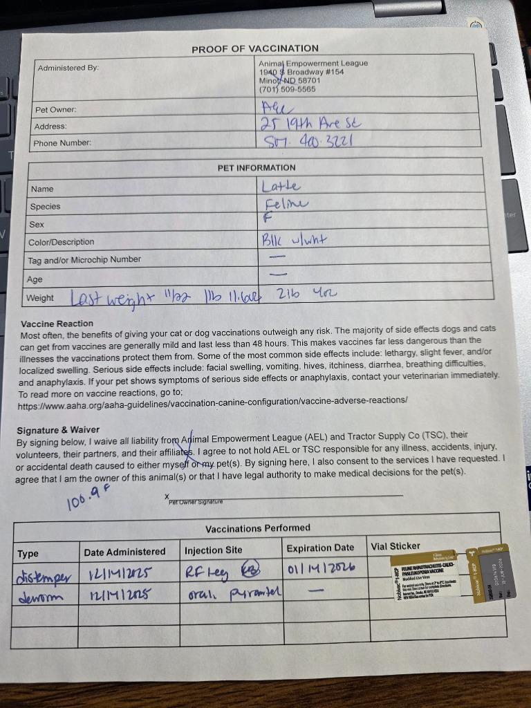 Latte, a Adopted mixed breed in Minot, ND image 6/6