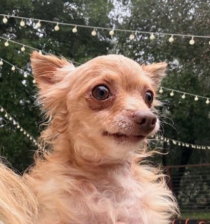 Enlarge Blitzen, a ADOPTABLE mixed breed in Santa Rosa, CA image 2/6