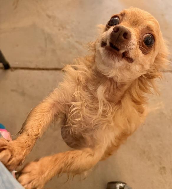 Enlarge Blitzen, a ADOPTABLE mixed breed in Santa Rosa, CA image 6/6